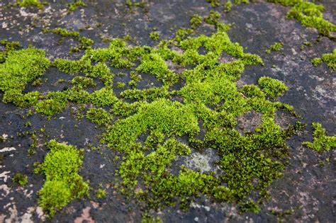 青苔 苔蘚